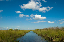 everglades